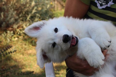 83913472-9ff5-4d36-9916-cd49f78229de 83913472-9ff5-4d36-9916-cd49f78229de