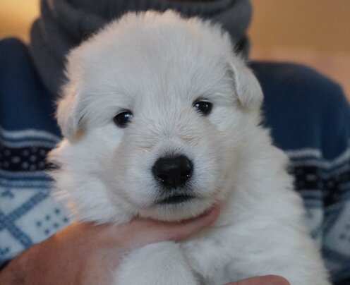 Christmas Carol 21 gg