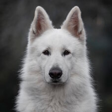 24a19538-a60f-4d1a-9f4d-f38119f8b3c9