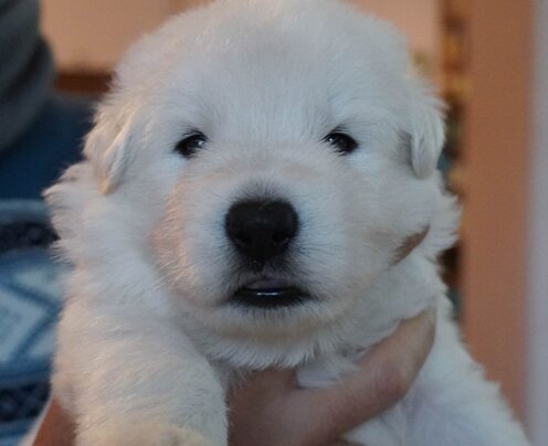 Constantin Valdor 21 gg