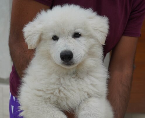 484cf105-c8c9-49ff-9e59-a78cedcbcd84