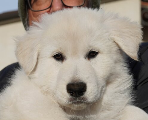 Essence of night dreams