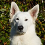 9ce08e8d-6519-45c8-b03e-db4e0583a5fe 9ce08e8d-6519-45c8-b03e-db4e0583a5fe