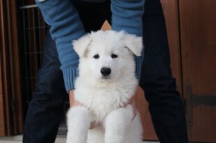 8a60837a-abba-4dc0-bae4-471016b31d16