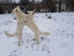 d77fc661-f722-43bd-9dde-1b81bbf77412