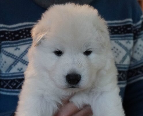 Cristoforo Colombo 21 gg