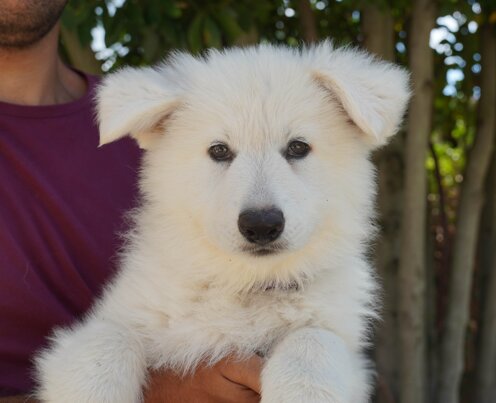 4d910641-a940-49b6-bb52-42445414de9e