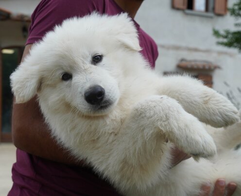 c6ab64d6-d4b0-4a69-8ee7-affeda205b48