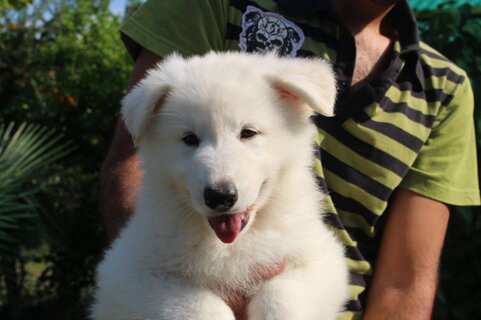 43a0b2cf-56ea-43ca-9525-ddf46723939a 43a0b2cf-56ea-43ca-9525-ddf46723939a