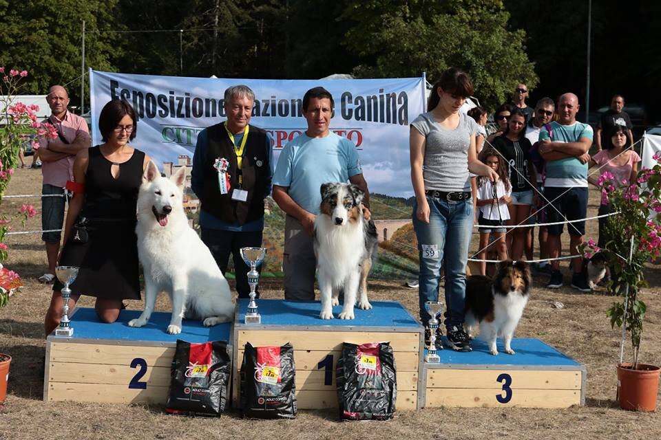 Esposizioni cinofile, perch&egrave; sono importanti anche se a volte non sembra
