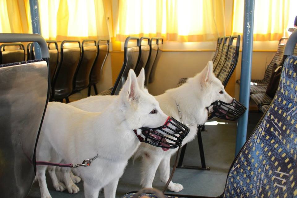 Cani e Museruola, cosa dice la legge italiana?
