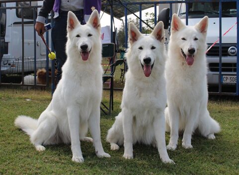 255fa8fe-4417-4eac-af20-9d9c6a25c456