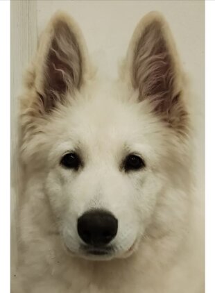 d46554ca-52e3-43e8-a932-ed1a59dc8e4c