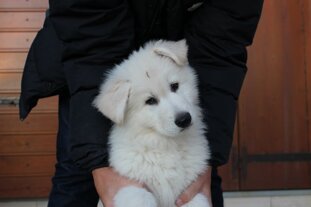 31ccf501-b133-4cf0-8d8f-a316d4c068df