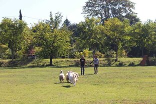 6dc1bf88-330e-4eb1-a07d-be7e038cf729