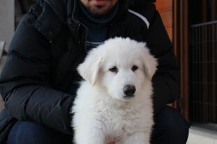 274a61eb-57ca-4451-a0d2-5eb8956ad358