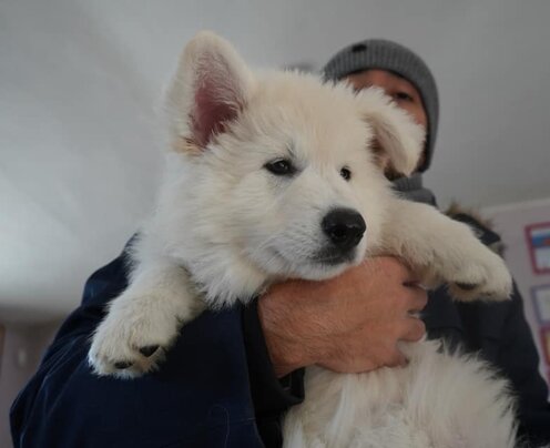 Milka Castlevania Simphony