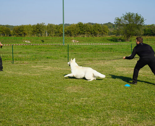 cane trattenuto, affronto alla minaccia cane trattenuto, affronto alla minaccia