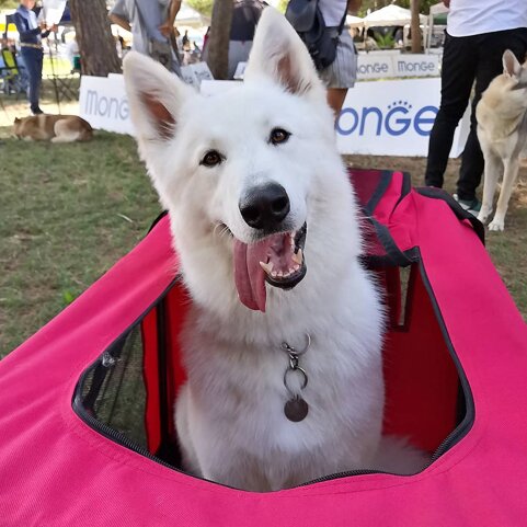 92087d5a-c982-4dcb-a0f9-8d9a7c63a94b