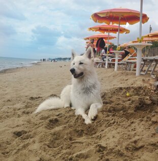 29458e2b-62f1-49e0-922f-795e008f136d