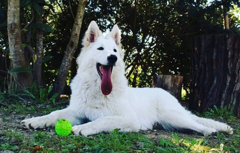 8d89020a-e93d-4657-bea3-f51a64e2032e