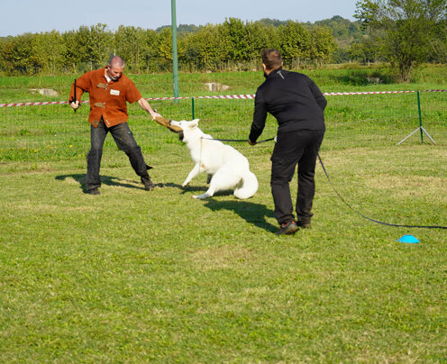 Con ok del giudice si morde Con ok del giudice si morde