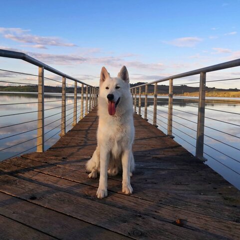 b294a796-d81a-43b5-92aa-7083dd1d61cf