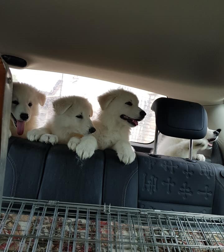 Il cane in auto - Parte 2: La sicurezza del trasporto