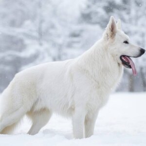 litter i seconda versione.jpeg