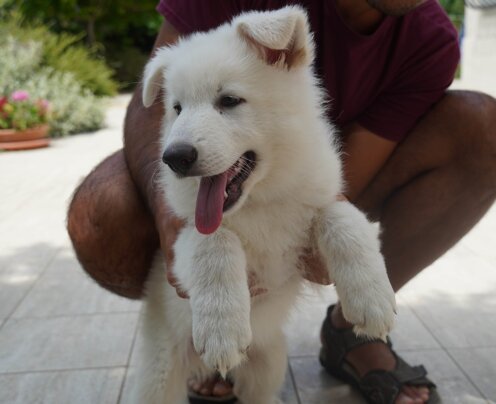 dcb90511-1460-4736-be3e-66e15b98477a