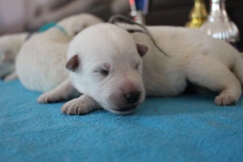 eaa8a7a7-67f7-4461-b0a7-c7a802ccb5b3