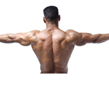 Difficoltà nello sviluppo del dorso? Difficoltà nello sviluppo del dorso?