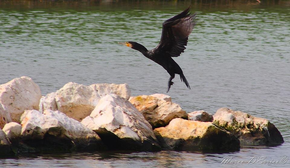 Il WWF si unisce alla mission di Miss Progress International