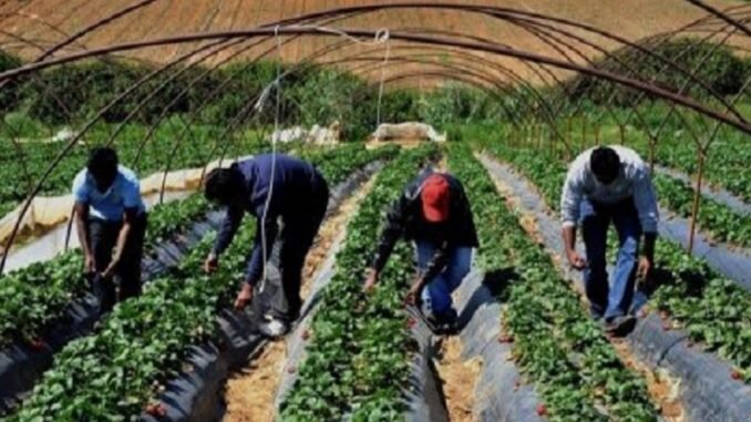 Sostegno per trasporto lavoratori agricoli per contrastare il caporalato