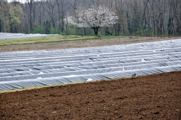 dsc_0073copia_2 dsc_0073copia_2