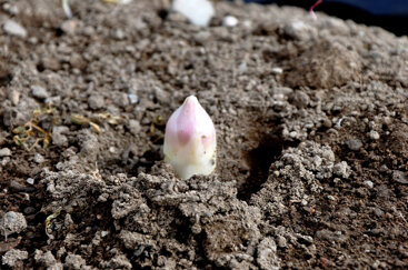 dsc_0036copia_2 dsc_0036copia_2
