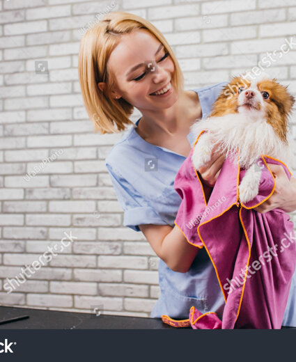 stock-photo-animal-groomer-woman-drying-fur-of-little-corgi-dog-at-the-violet-grooming-salon-professional-pet-2474348775.jpeg