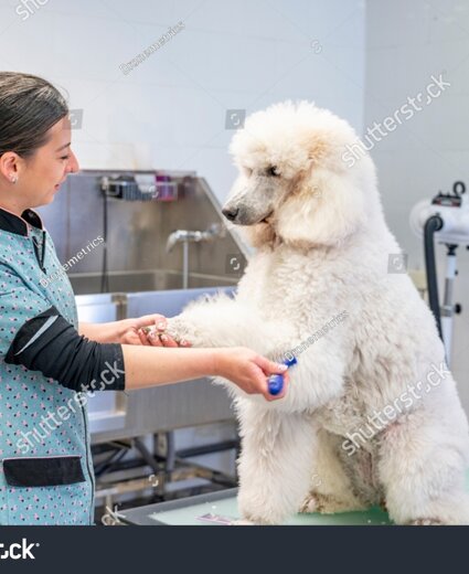 stock-photo-careful-professional-groomer-dries-dog-s-wool-using-towel-after-shower-in-bath-beauty-and-care-1714742521.jpeg