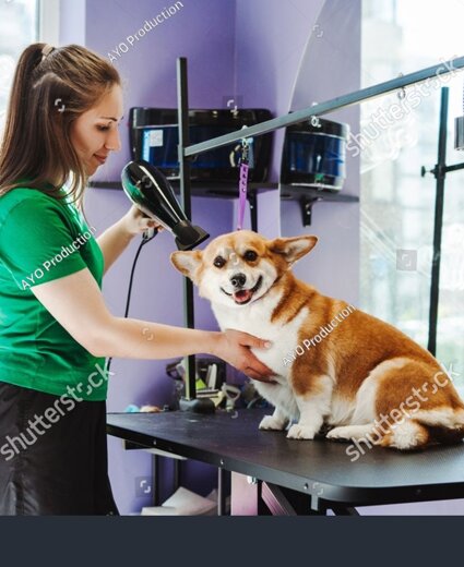 stock-photo-a-groomer-washes-a-corgi-dog-in-the-bathroom-with-a-special-shampoo-in-grooming-salon-pet-care-2329655193.jpeg