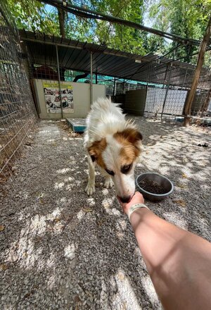 bcad0da8-412b-40a4-8692-3129f902a7d1.jpeg