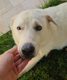 8e9f1b9d-d80b-4be4-b8b7-2151c733cb48