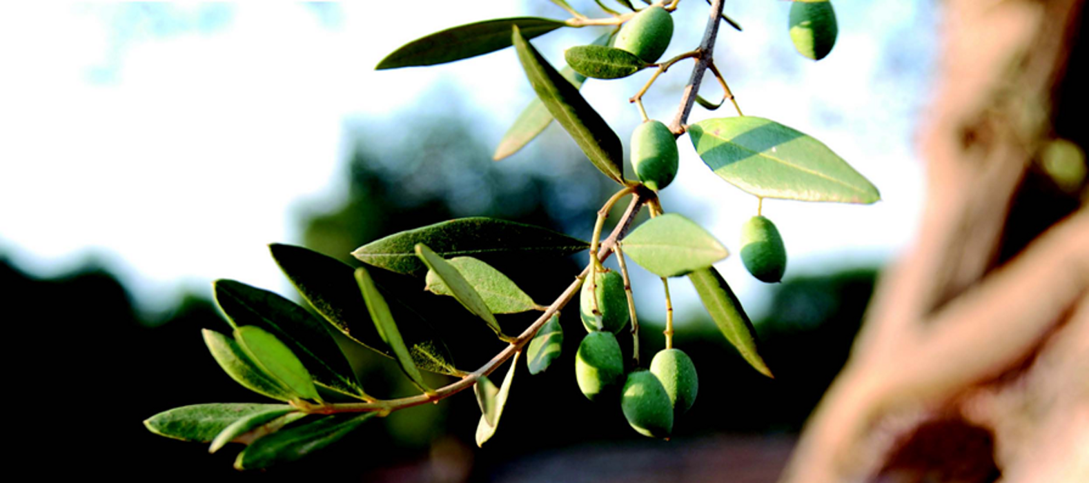 5bb559c4-ad7e-44ca-9062-393943746431