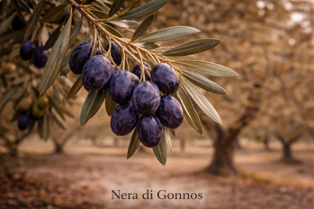 nera di gonnos