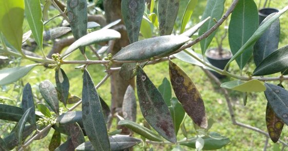 67715a12-b3f0-4ab4-af1f-726b202aaeb8.jpeg 67715a12-b3f0-4ab4-af1f-726b202aaeb8.jpeg