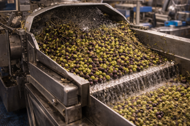 deramificazione delle olive deramificazione delle olive