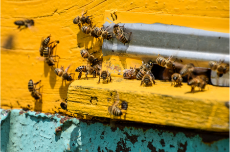 ebd92163-49eb-483c-ab83-b6fe81d7ec87