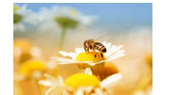 fbc38f89-93ba-4276-98b7-4ba8de75dd6b