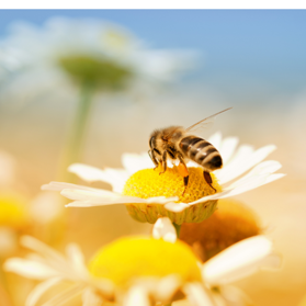 Natural Body Care Shop Now!