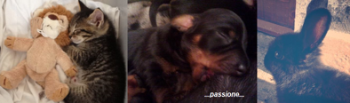 ritagliopets3 ritagliopets3