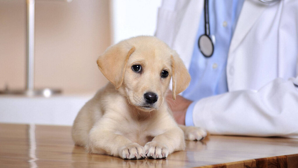veterinarian-over-golden-retriever-puppy-s587yp9139c7lu7z.jpeg